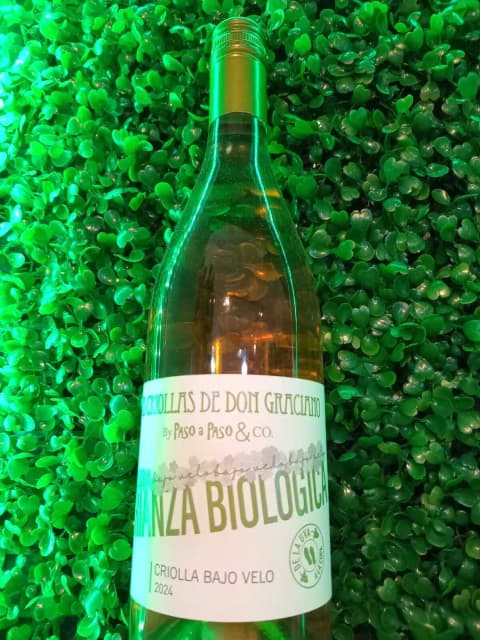 Las Criollas de Don Graciano by Paso a Paso Criolla Bajo Velo 2024